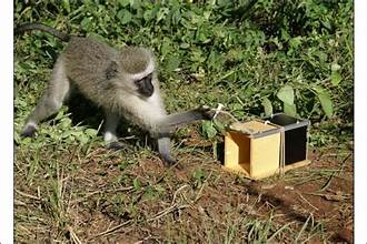 monkey carrying a box